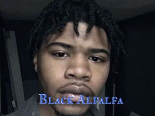 Black_Alfalfa