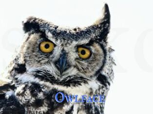 Owlface